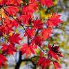 Bright Autumn Festival Tour