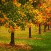 Bright Autumn Festival