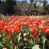 Canberra Floriade Tour