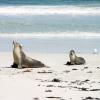 Victor Harbour tour