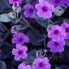 Tumut Valley and Violets Tour